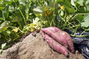 【注意】知らないと危険！沖縄でやってはいけないこと7選 おきなわ部