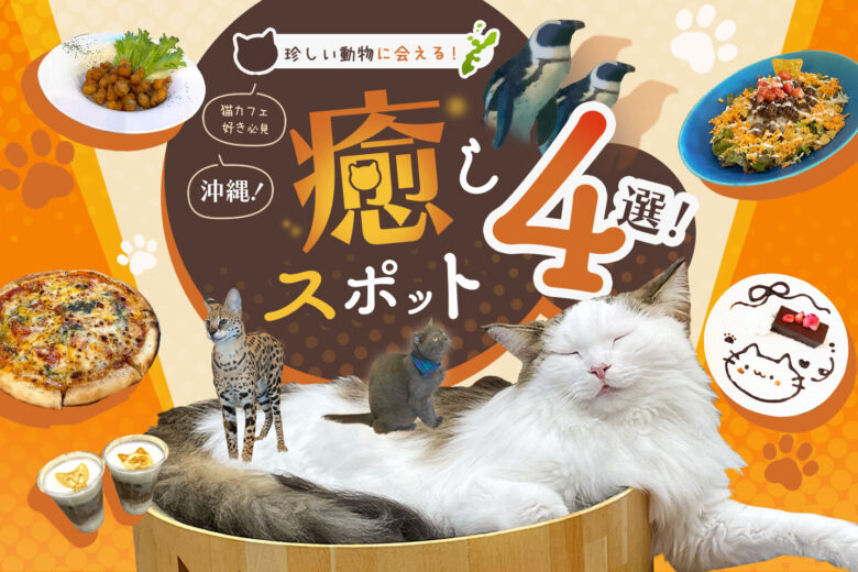 猫カフェ好きの沖縄旅!珍しい動物にも会える癒しスポット【4選】